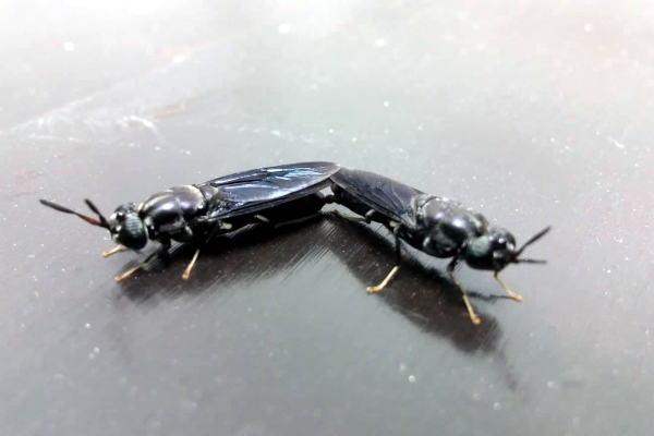 Učinak larve crne vojničke muhe na organska jaja