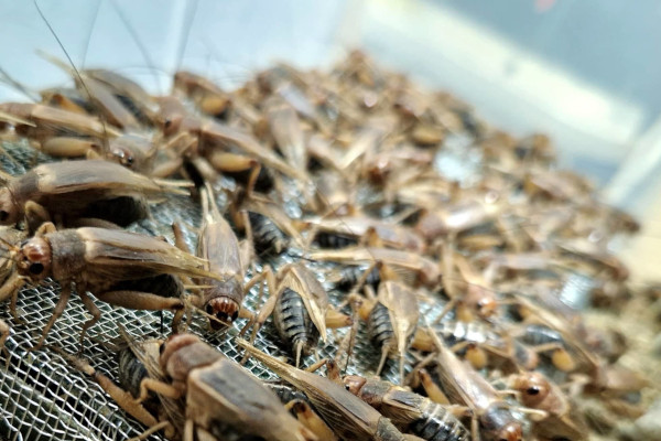 Nizozemska očekuje procvat u proizvodnji jestivih insekata